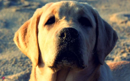 Animal Labrador Retriever HD Desktop Wallpaper | Background Image