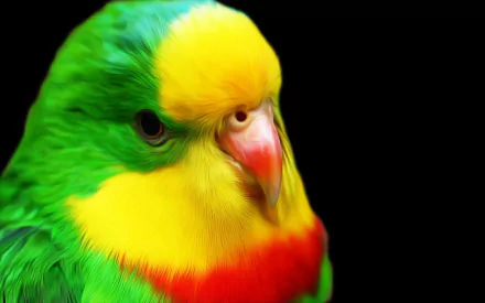 A vibrant budgerigar showcases bright green, yellow, and red feathers against a black background, creating a stunning HD desktop wallpaper.