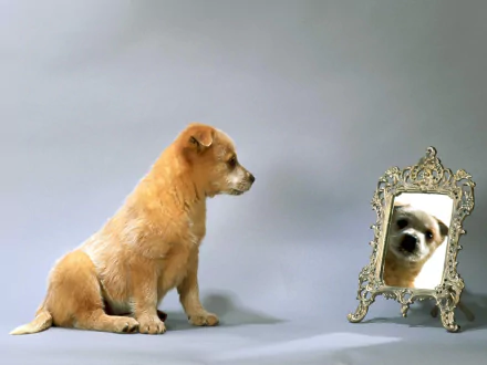 A charming puppy sits beside an ornate mirror, gazing at its reflection. This HD image makes a delightful desktop wallpaper or background for animal lovers.
