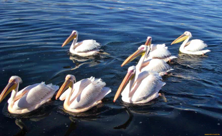 HD PC desktop wallpaper featuring a group of pelicans gracefully swimming on calm blue water.