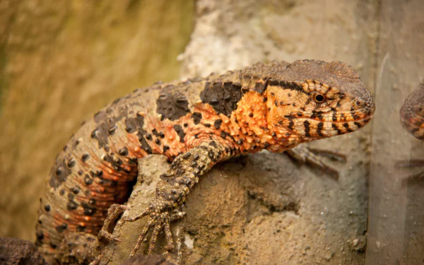  Crocodile Lizard