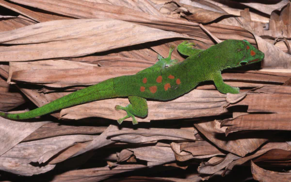 HD PC desktop wallpaper featuring a vibrant green gecko with red spots resting on dry, brown leaves.