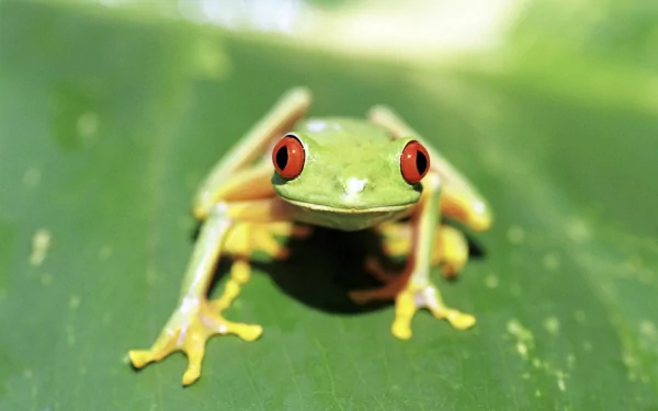 Close-up HD desktop wallpaper of a red-eyed tree frog perched on a green leaf, showcasing its vibrant red eyes and bright green body.