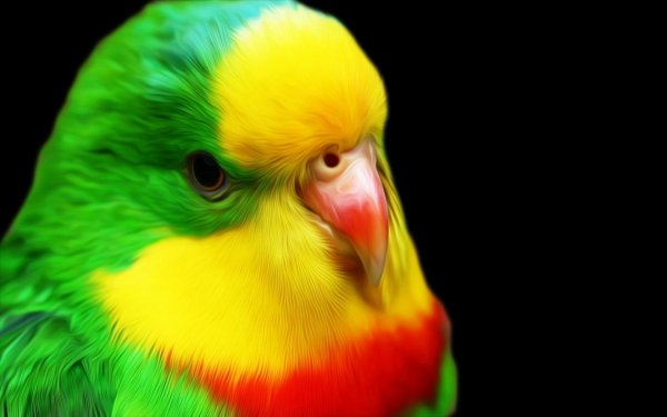 Animal Budgerigar Birds Parrots HD Wallpaper | Background Image