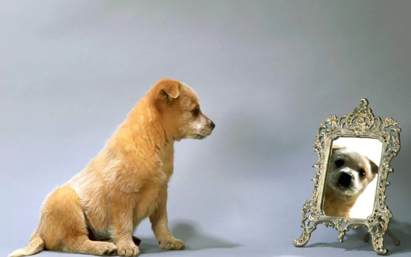 A charming puppy sits beside an ornate mirror, gazing at its reflection. This HD image makes a delightful desktop wallpaper or background for animal lovers.