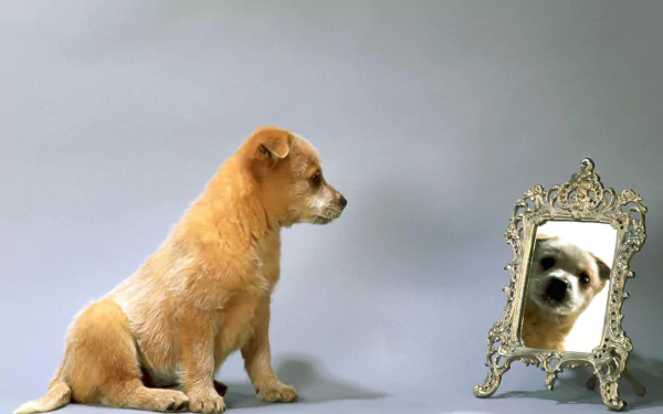 Adorable puppy in front of a mirror with a reflection, creating a heartwarming HD desktop wallpaper.