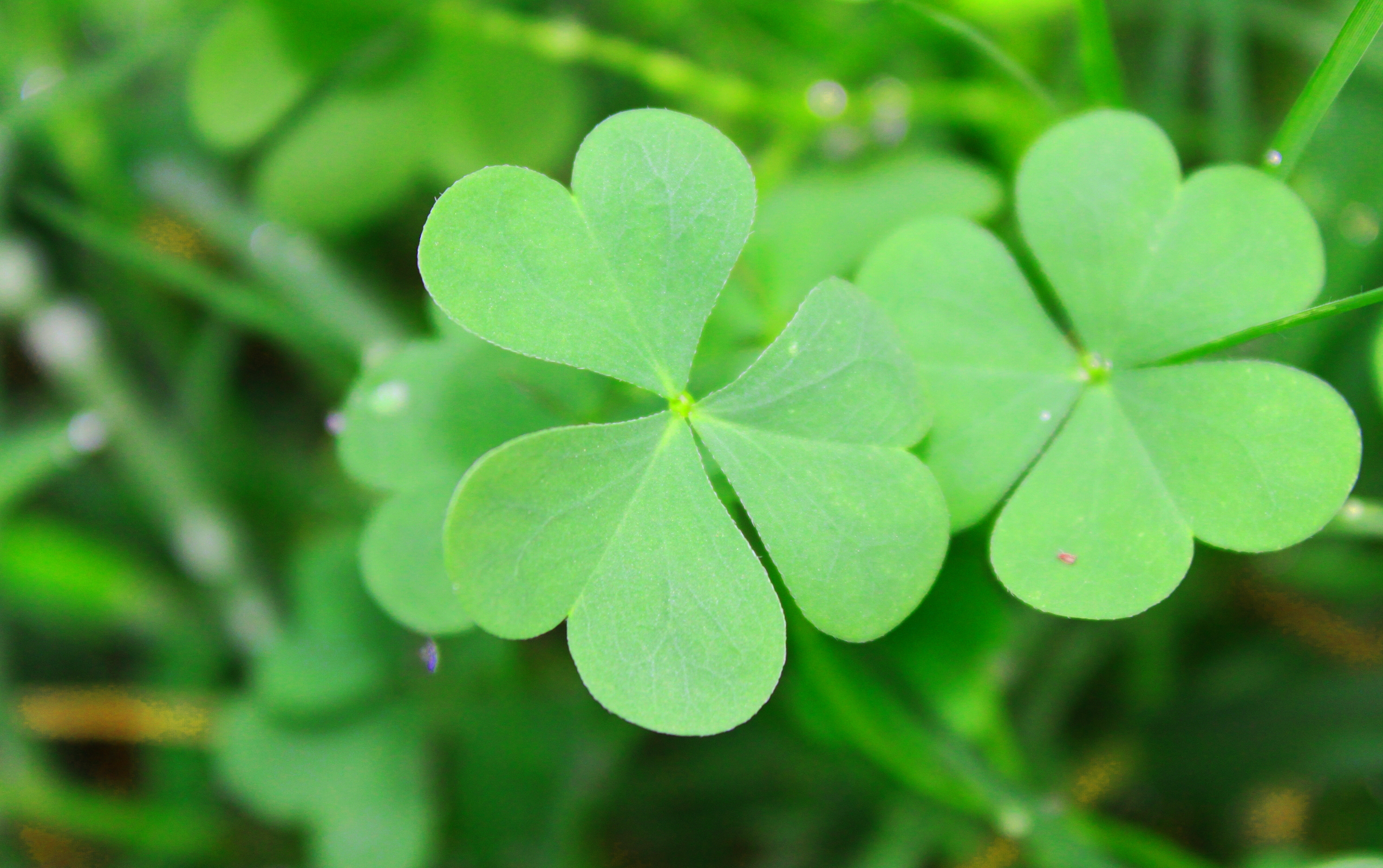 Nature Clover HD Wallpaper | Background Image