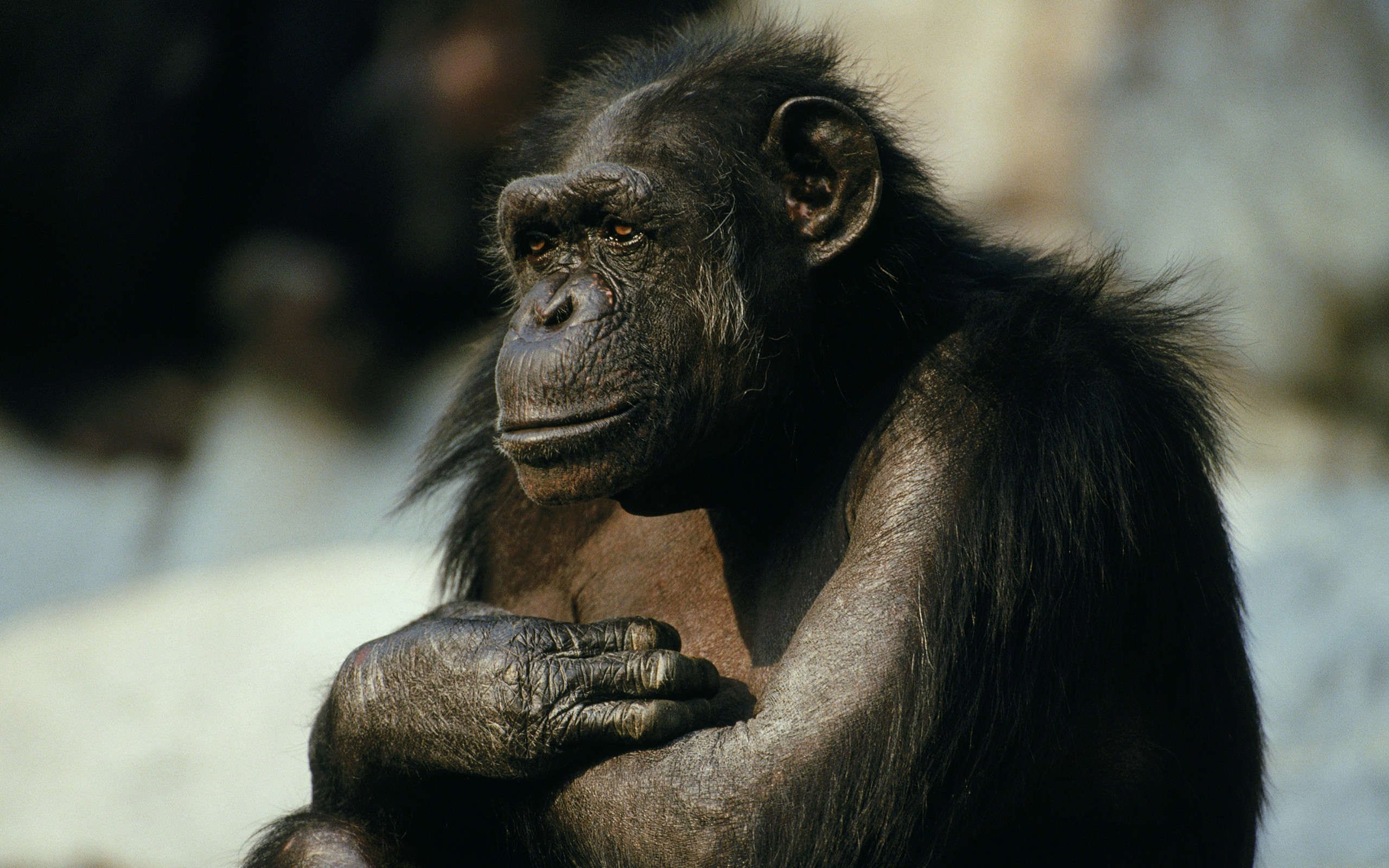 chimpanzee and monkey