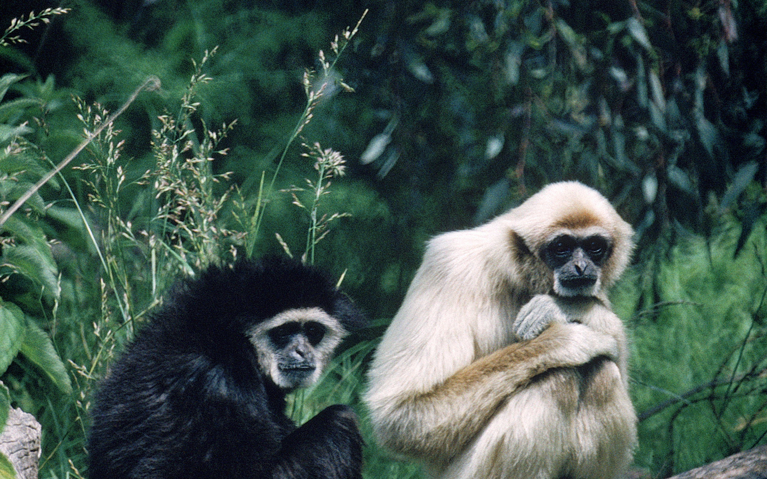 Animal Gibbon HD Wallpaper | Background Image