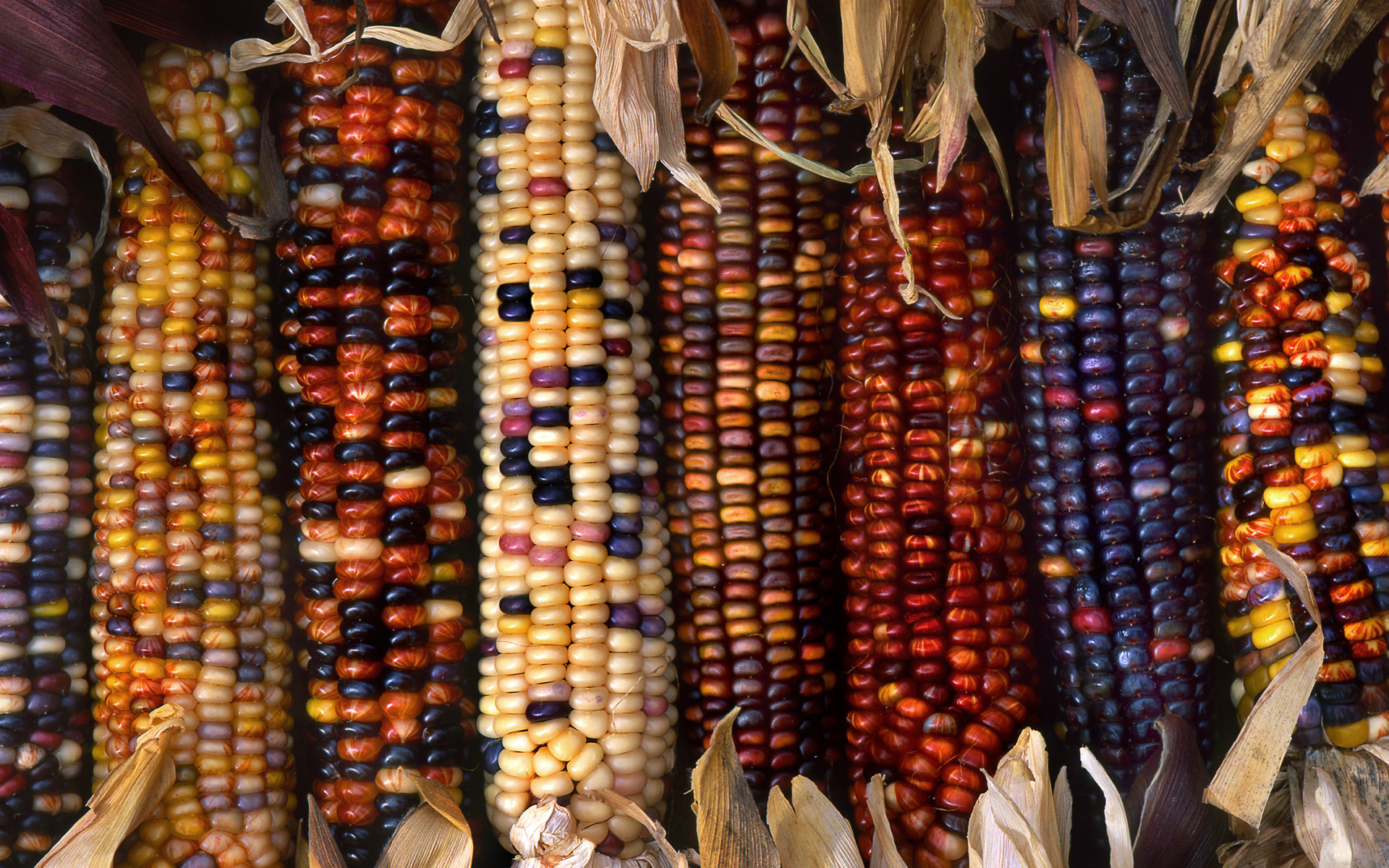 Multi-colored Ornamental Indian Corn by A.Nabi Jawad