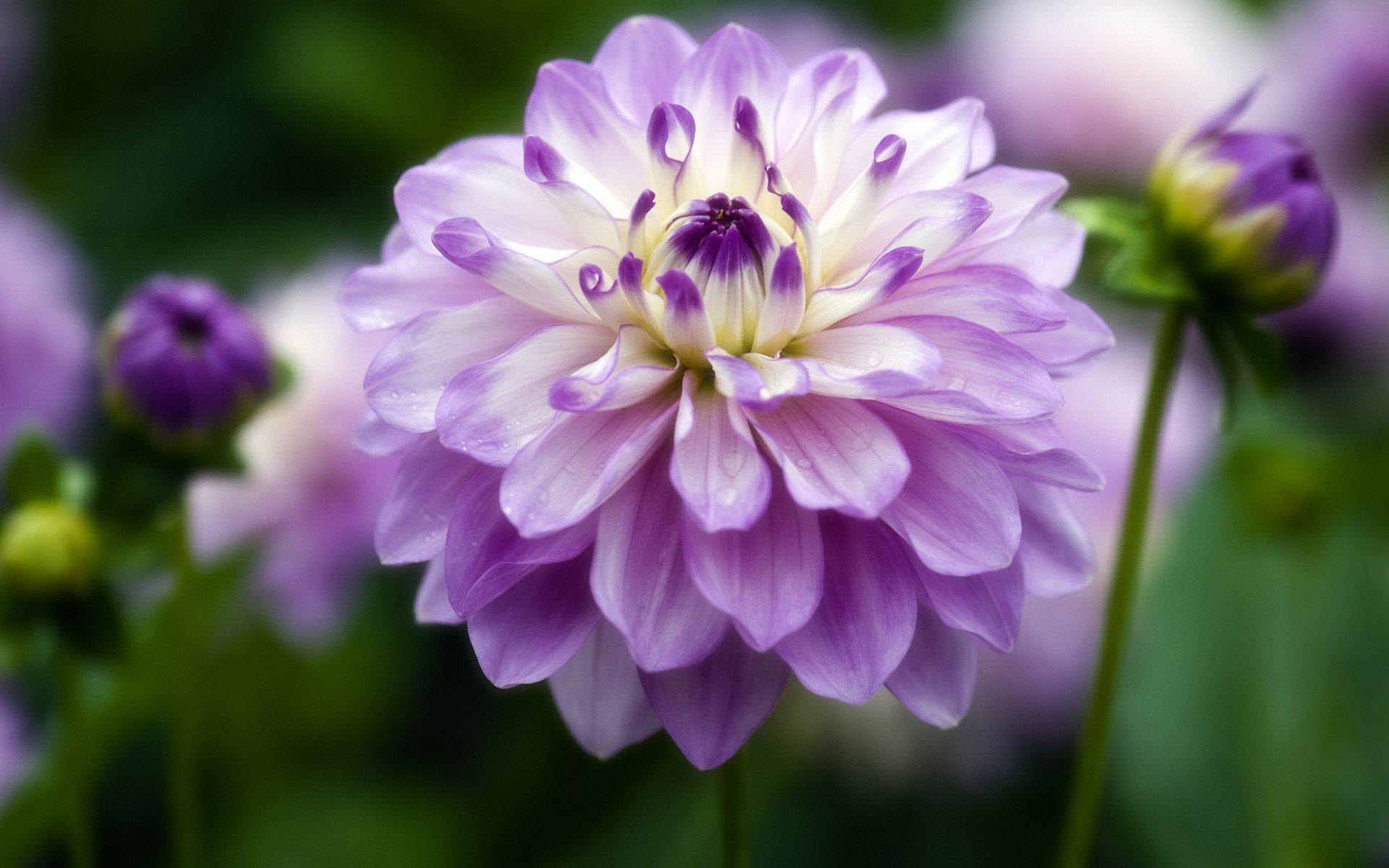 A close-up of a vibrant purple flower surrounded by soft green foliage, captured in high definition. This stunning image celebrates the beauty of nature and floral elegance.