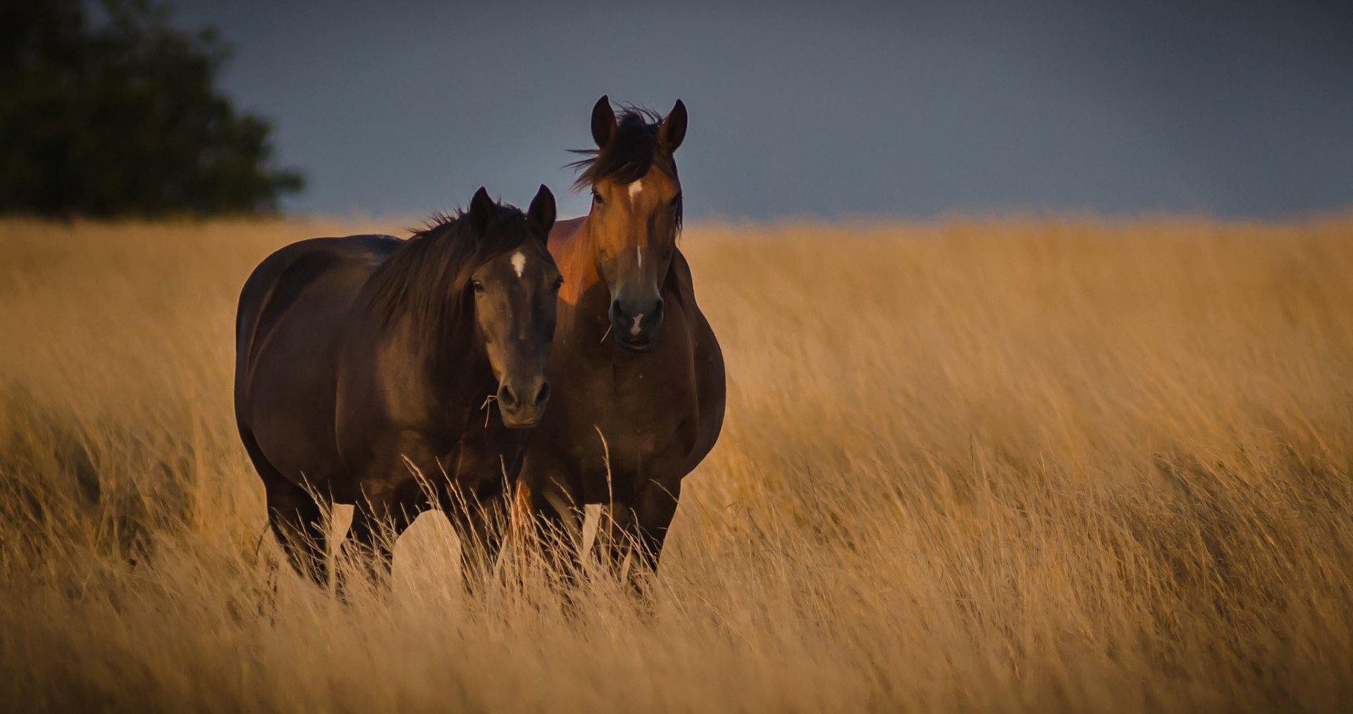 HD desktop wallpaper of two horses standing together in a field of golden grass under a dusky sky.