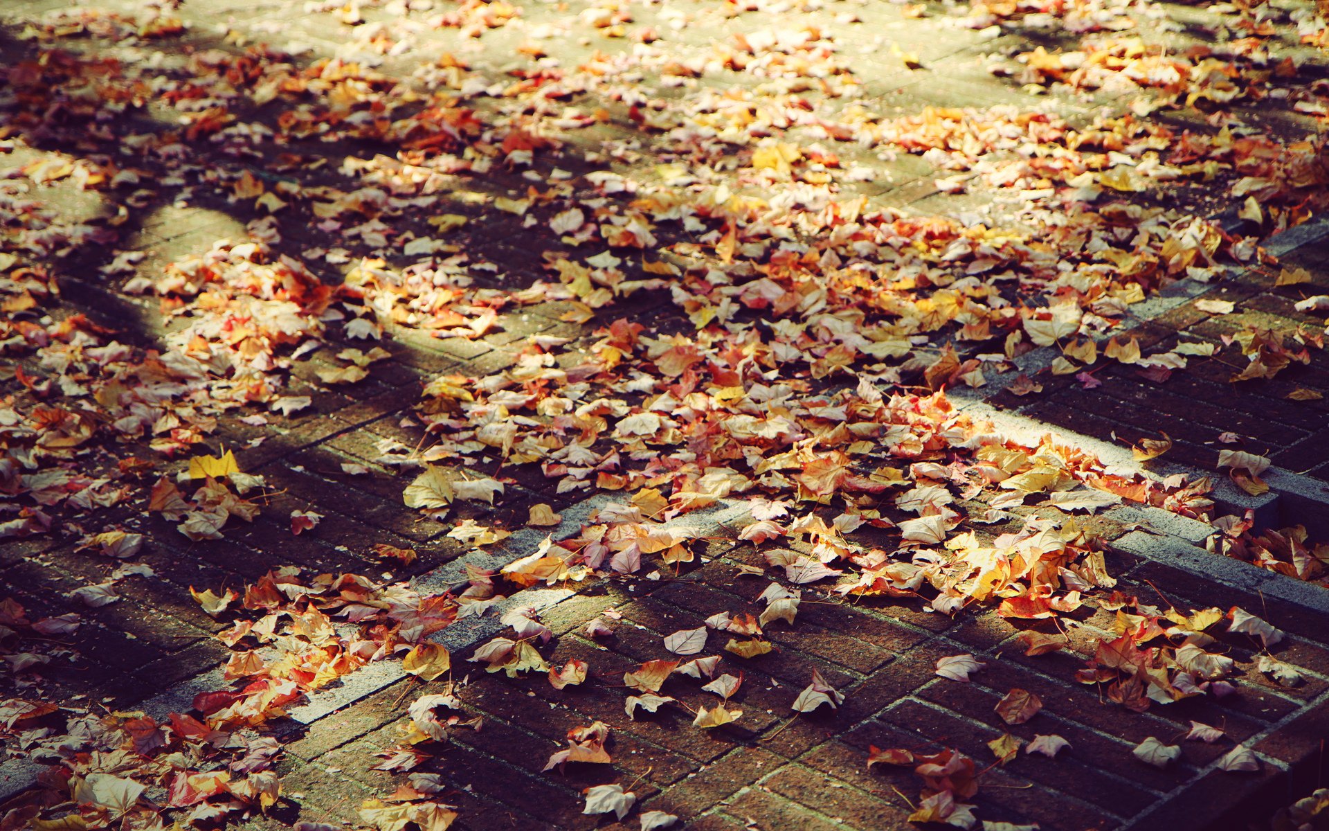 Опавшие листья фото