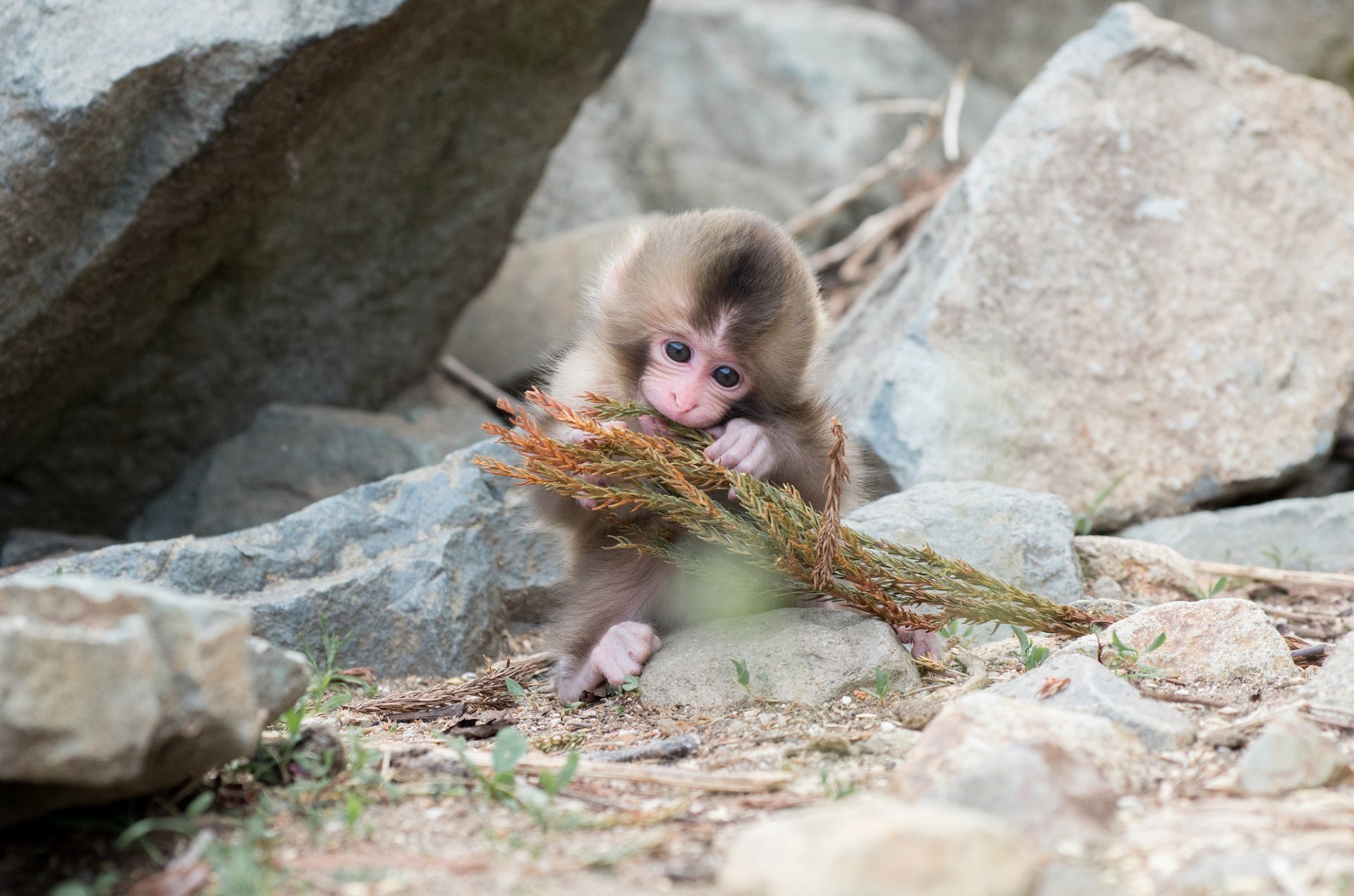 A Japanese macaque, also known as a snow monkey, curiously interacts with a stick amidst a rocky landscape, showcasing its playful nature in this HD desktop wallpaper.