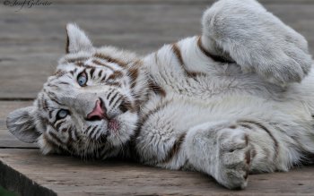 280 Tigre Blanco Fondos De Pantalla Hd Fondos De Escritorio