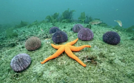 Animal starfish HD Desktop Wallpaper | Background Image
