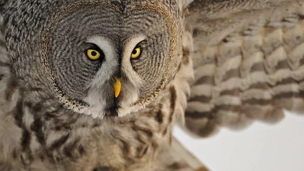 HD PC desktop wallpaper: close-up of a great grey owl in mid-flight, piercing yellow eyes and outstretched barred wings filling the frame.