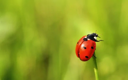 HD desktop wallpaper featuring a close-up of a red ladybug perched on a slender green stem against a soft, blurred green background.