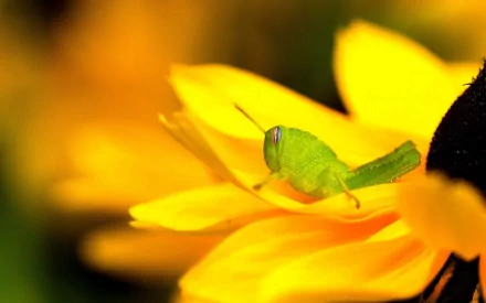 HD desktop wallpaper featuring a close-up of a vibrant green grasshopper perched on a bright yellow flower petal.