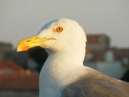 Animal seagull HD Desktop Wallpaper | Background Image