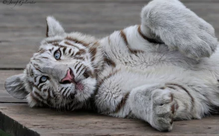 HD desktop wallpaper of a white tiger lying on its back with paws raised, displaying its majestic coat and mesmerizing blue eyes against a wooden background.