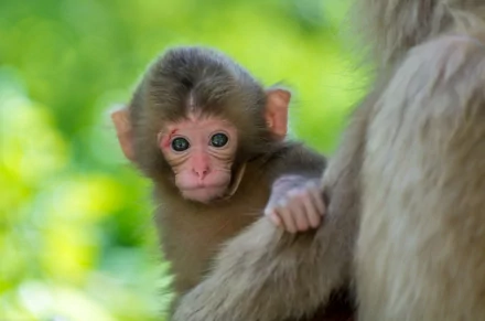 HD desktop wallpaper featuring a close-up view of a young macaque clinging to its mother, set against a blurred green foliage background.