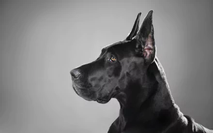 Animal great dane HD Desktop Wallpaper | Background Image