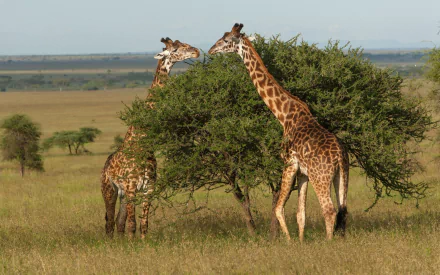 HD PC desktop wallpaper featuring three giraffes standing near a tree in a vast, open savanna landscape under a clear sky.