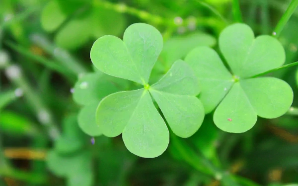 Close-up of vibrant green clover leaves in nature, captured in high definition as a PC desktop wallpaper background.