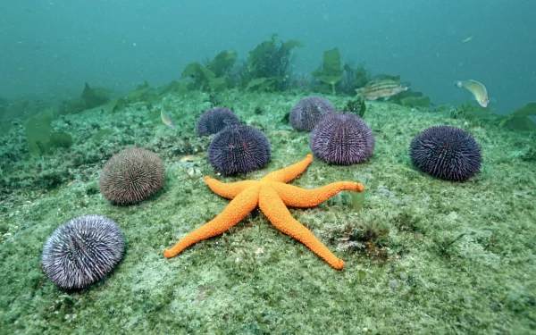 Animal starfish HD Desktop Wallpaper | Background Image