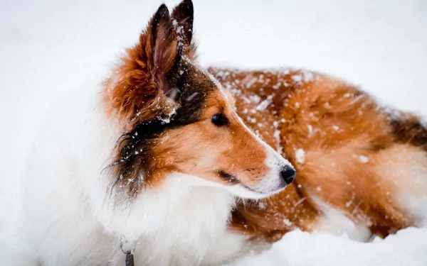 HD PC desktop wallpaper featuring a rough collie dog lying in the snow, showcasing its thick, reddish-brown and white fur with snowflakes gently falling around.