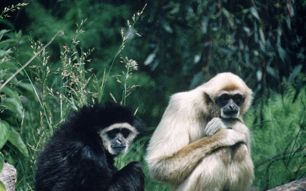 HD desktop wallpaper featuring two gibbons, a black and a white one, sitting among green foliage in a natural animal habitat.