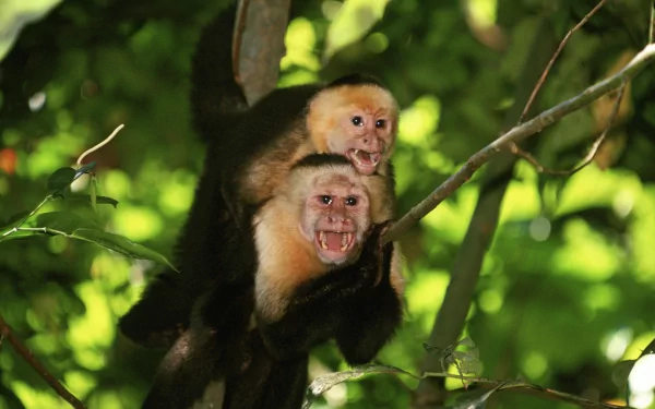 HD desktop wallpaper featuring two monkeys playfully interacting in a lush green forest, capturing a vivid moment of wildlife in a natural setting.