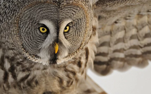 HD PC desktop wallpaper: close-up of a great grey owl in mid-flight, piercing yellow eyes and outstretched barred wings filling the frame.