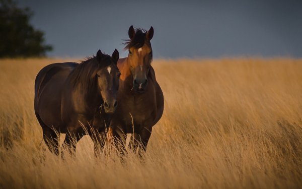 Animal Horse HD Wallpaper | Background Image