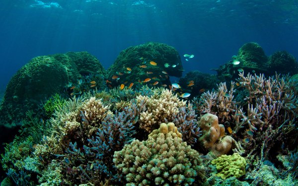 Animal Fish Fishes HD Wallpaper | Background Image