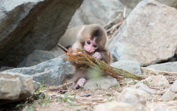 A Japanese macaque, also known as a snow monkey, curiously interacts with a stick amidst a rocky landscape, showcasing its playful nature in this HD desktop wallpaper.