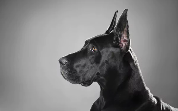HD PC desktop wallpaper featuring a striking black Great Dane in profile against a neutral gray background.