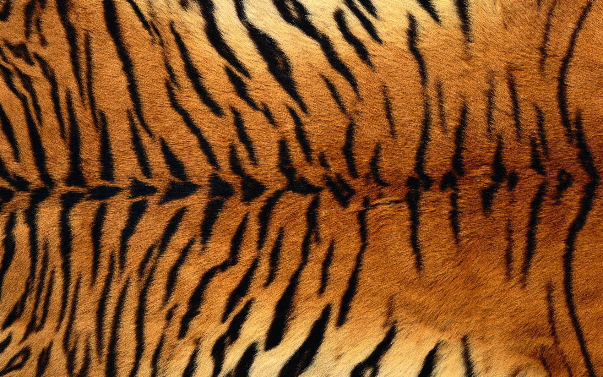 tiger print HD Wallpaper | Background Image | 1920x1200 | ID:424869