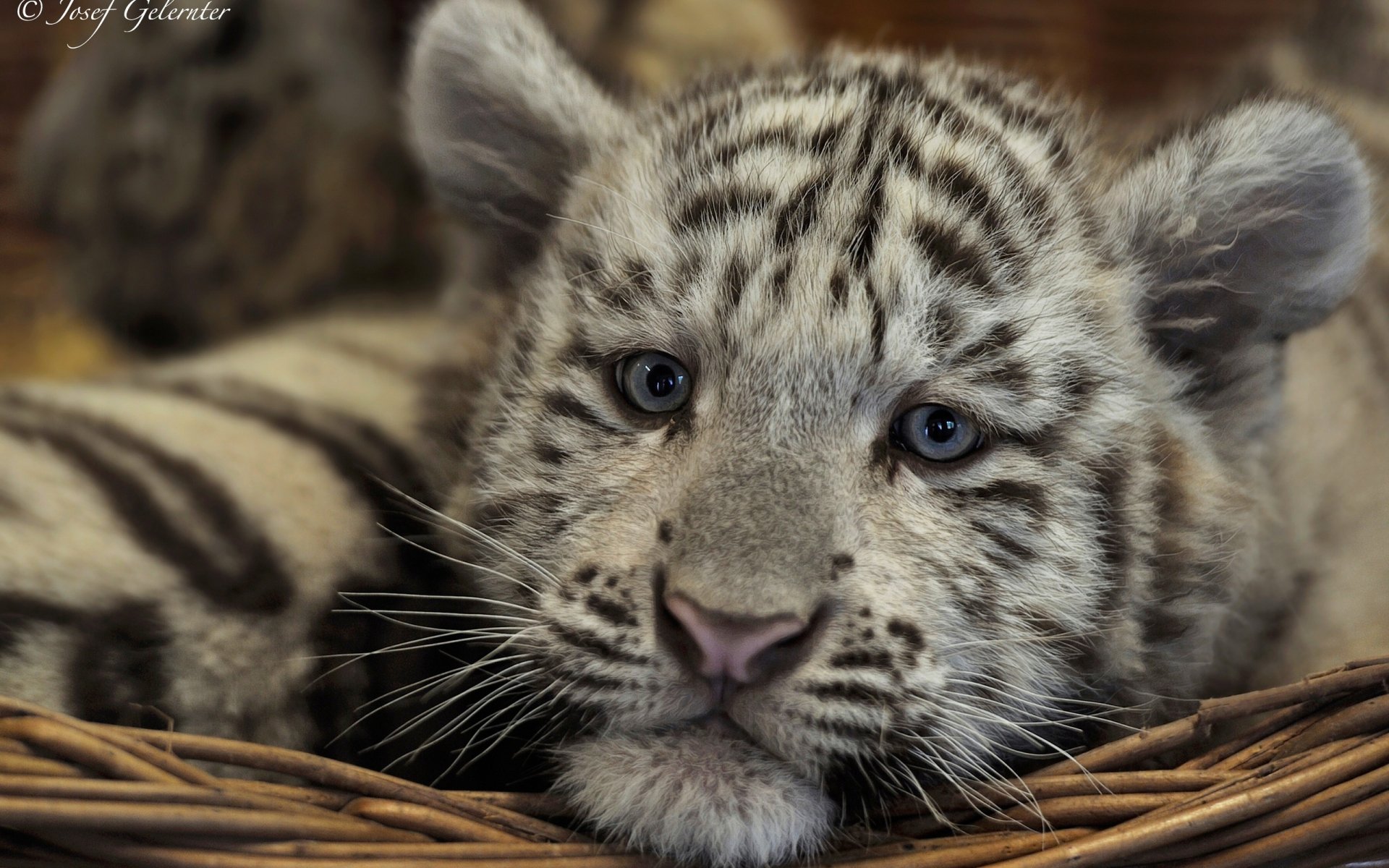 HD desktop wallpaper featuring a close-up of a white tiger cub resting in a wicker basket.