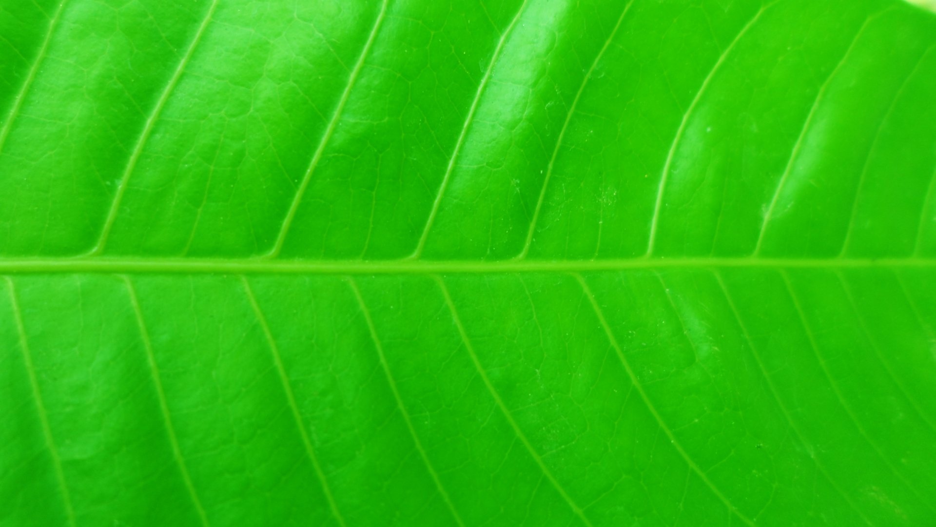 161 4K Ultra HD Leaf Wallpapers | Background Images - Wallpaper Abyss