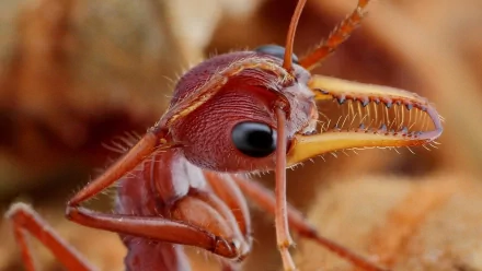 Close-up HD desktop wallpaper of a detailed red ant showcasing its textured body and sharp mandibles against a blurred natural background.