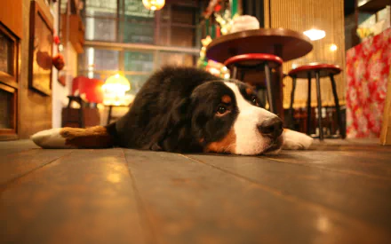 A Bernese Mountain Dog lies peacefully on a wooden floor in a cozy setting, captured in a high-definition desktop wallpaper. The warm ambiance complements the relaxed atmosphere.