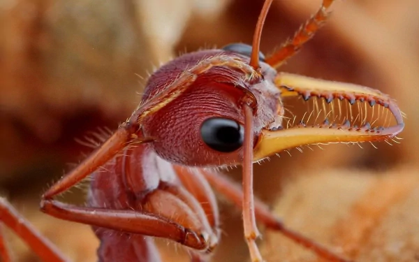 Animal ant HD Desktop Wallpaper | Background Image