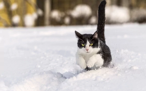 HD desktop wallpaper featuring a black and white cat determinedly moving through deep snow, capturing the essence of winter and animal curiosity.