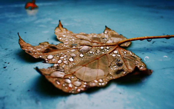 A close-up of a dried leaf adorned with droplets, resting on a blue surface, showcasing the beauty of nature. This HD image makes a stunning desktop wallpaper and background.