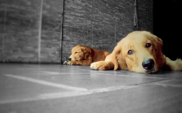 HD desktop wallpaper featuring two relaxed Labrador Retrievers lying on a tiled floor against a textured wall, captured in soft natural light.
