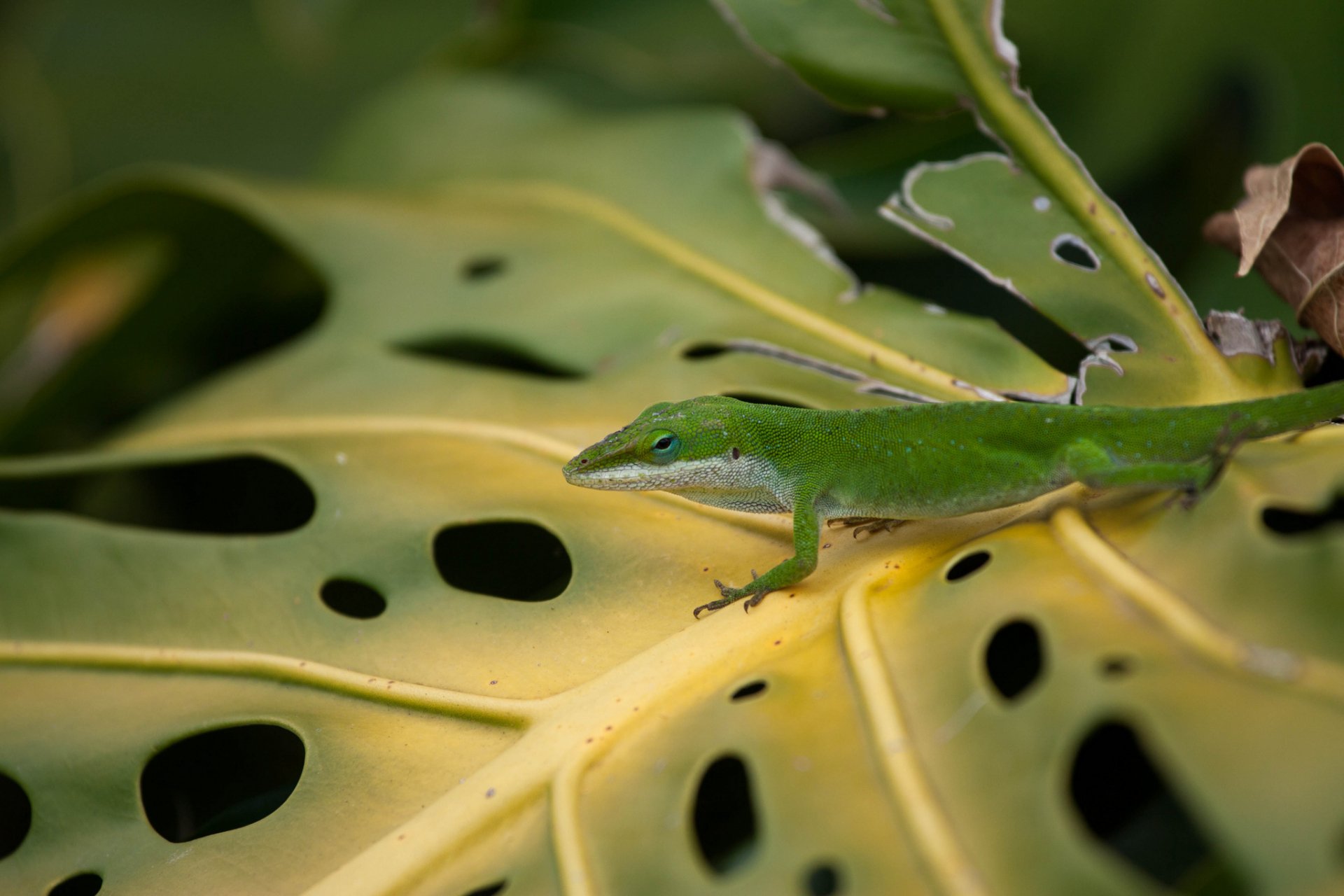 Download Animal Green Anole HD Wallpaper