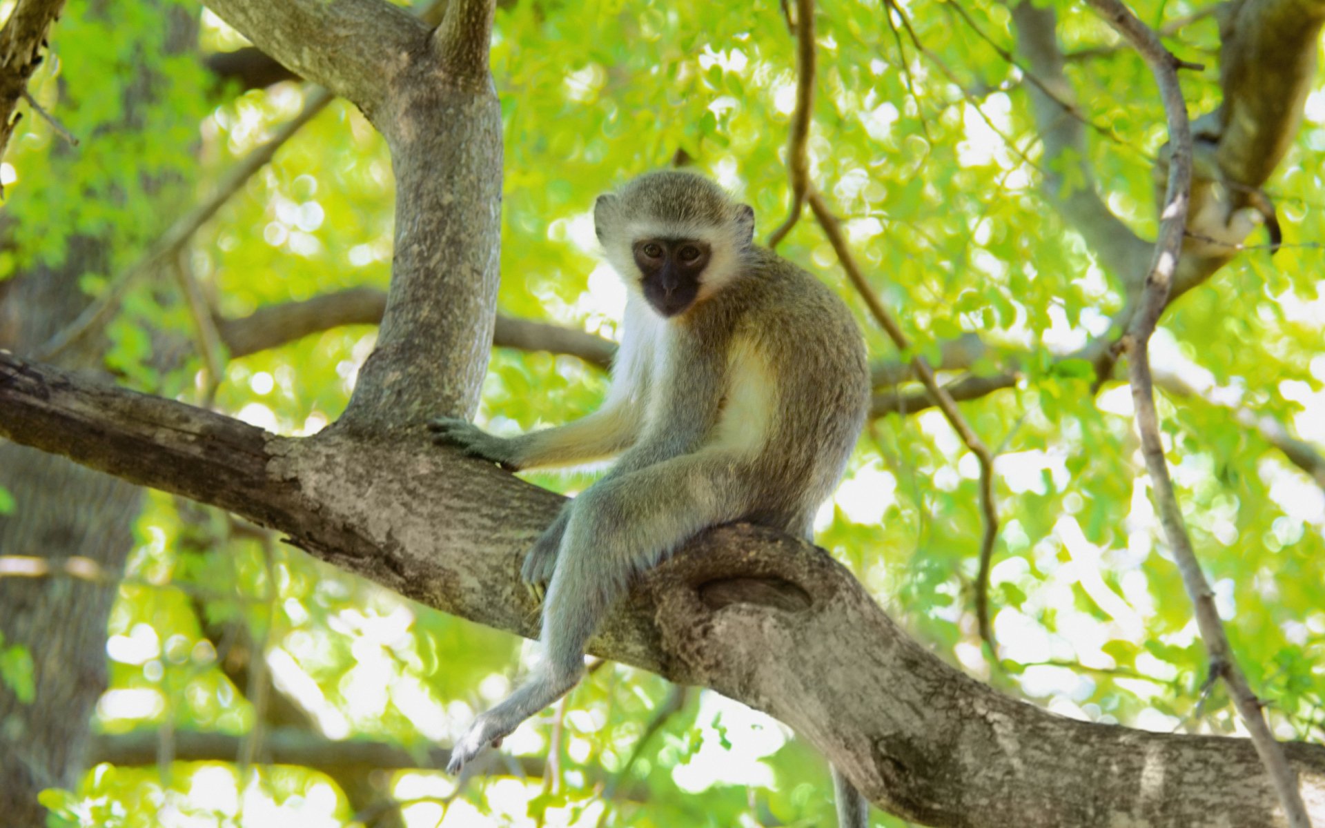 HD PC desktop wallpaper featuring a vervet monkey sitting on a tree branch surrounded by lush green leaves.