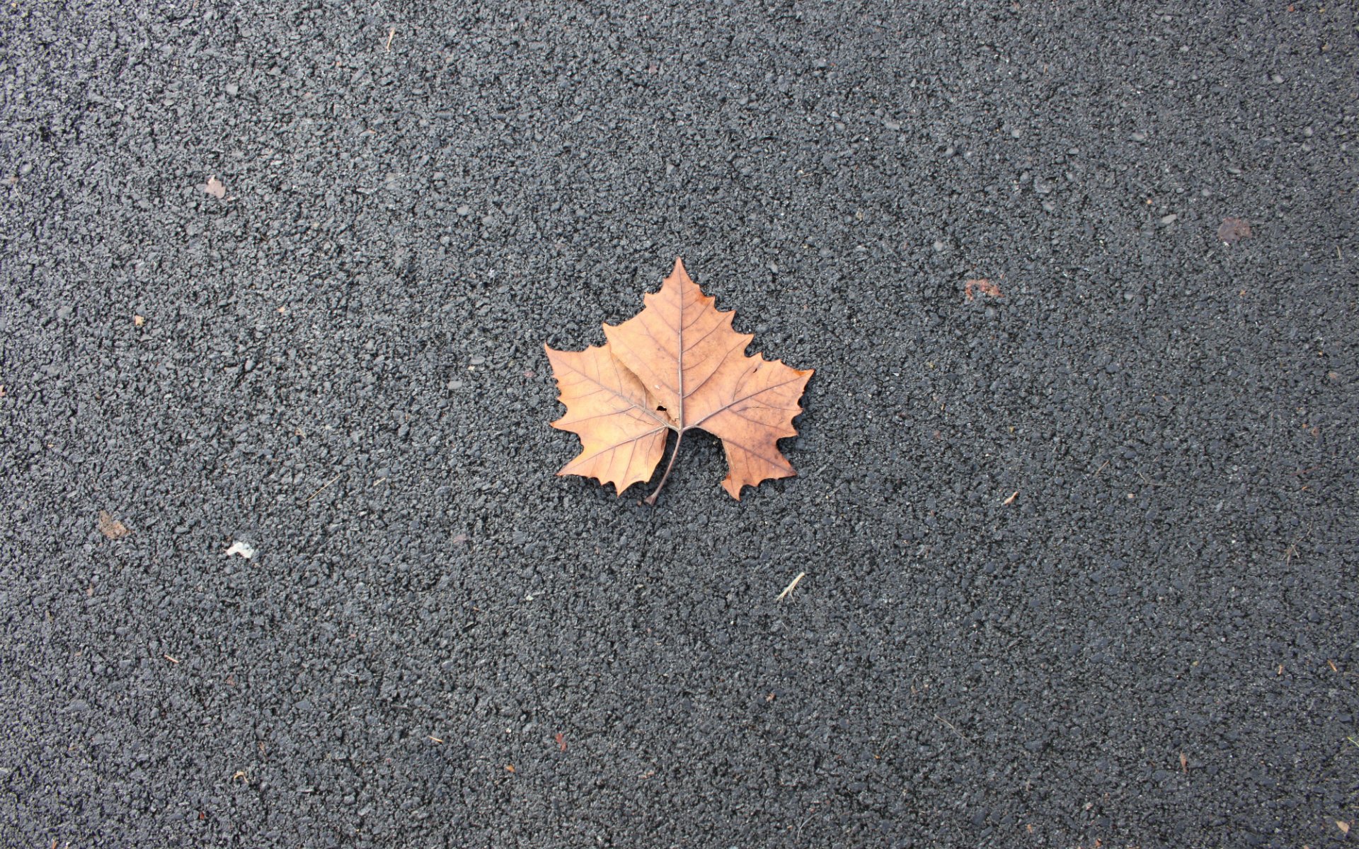 Lone Leaf by Phaethon